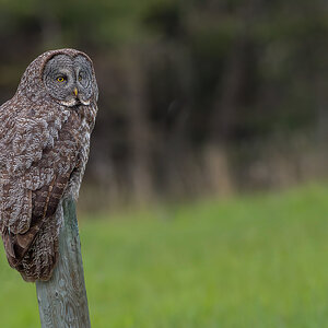 Great-Gray-Owl_DSC2044-Edit.jpg