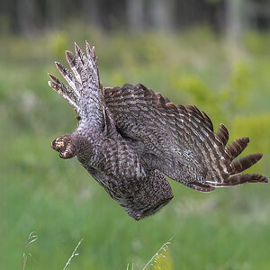 Great-Gray-Owl_DSC2083-Edit.jpg