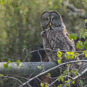 Great-Gray-OwlDSC00268-Edit.jpg