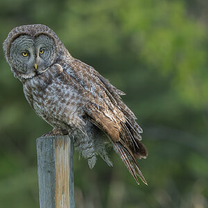 Great-Gray-OwlDSC00361-Edit.jpg