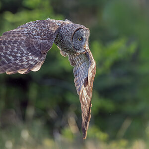 Great-Gray-OwlDSC00396-Enhanced-NR-Edit.jpg