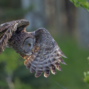 Great-Gray-OwlDSC00398.jpg