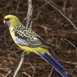 Wetlands by Two 8-04-2025 (6).JPG