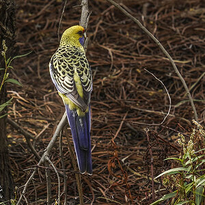 Wetlands by Two 8-04-2025 (10).JPG
