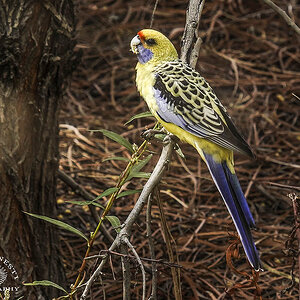 Wetlands by Two 8-04-2025 (35).JPG