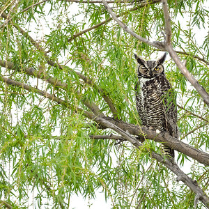 Great Horned Owl.jpg