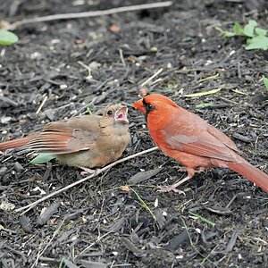 Cards5 Final.jpg