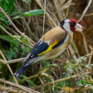 goldfinch 2025_1.jpg
