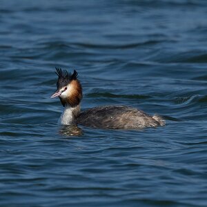 great crested grebe 2025_1.jpg