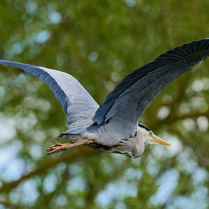 heron 2025 22.jpg