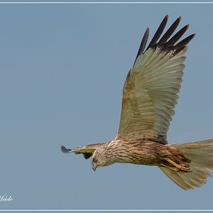A7404577-Verbeterd-NR.jpg