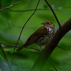 Ovenbird - 1st State - 05312025 - 01 - rDN.jpg