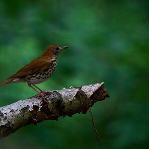Wood Thrush - 1st State - 05312025 - 01 - rDN.jpg
