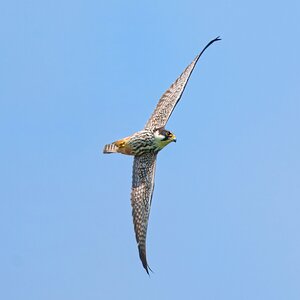 DSC08457 - Hobby.jpeg