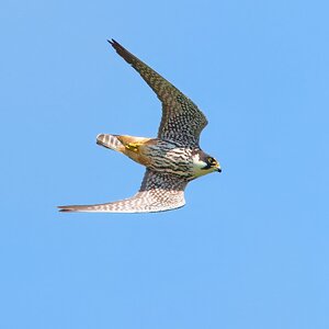 DSC08461 - Hobby.jpeg