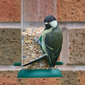 great tit 2025_3.jpg