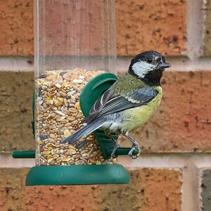 great tit 2025_4.jpg