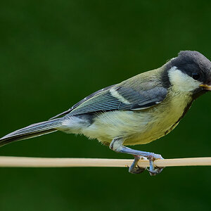 great tit 2025_10.jpg