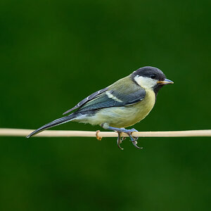great tit 2025_7.jpg