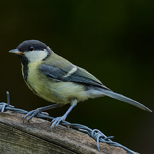 great tit 2025_13.jpg