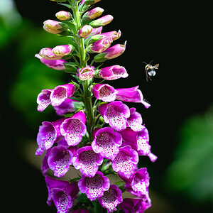 bee_landing-1.jpg