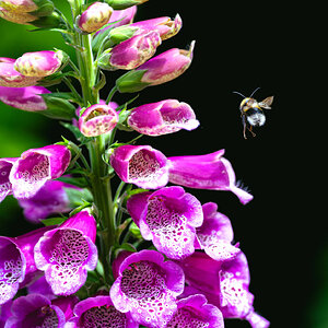 bee_landing-2.jpg