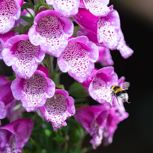 bee_landing-3.jpg