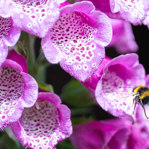 bee_landing-4.jpg