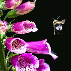bee_landing-7.jpg