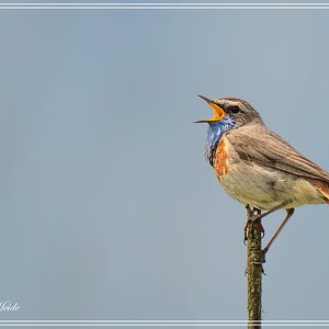 A7405053-Verbeterd-NR.jpg