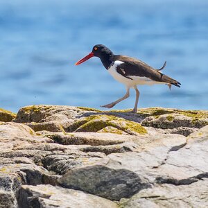 AmericanOystercatcher02.jpg