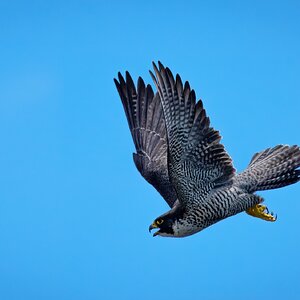 PeregineFalcon02.jpg