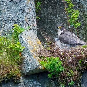 PeregineFalcon03.jpg