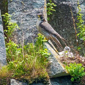 PeregineFalcon04.jpg