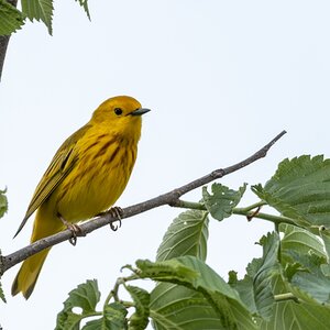 yellow warbler05.jpg