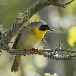 yellowthroat warbler01.jpg