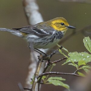 Blackthroated Green02.jpg
