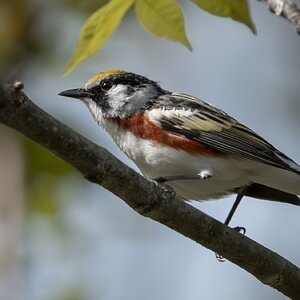 chestnutside warbler03.jpg