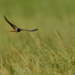Barn Swallow - Fair Hill NRMA - 06082025 - 26 - rDN.jpg