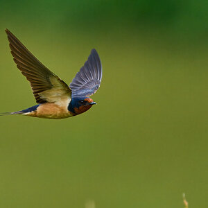Barn Swallow - Fair Hill NRMA - 06082025 - 42 - rDN.jpg
