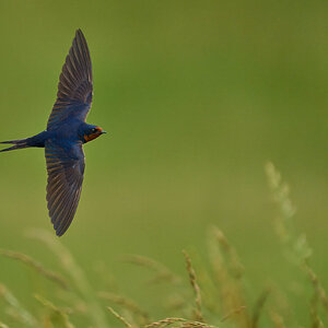 Barn Swallow - Fair Hill NRMA - 06082025 - 36 - rDN.jpg