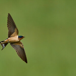 Barn Swallow - Fair Hill NRMA - 06082025 - 49 - rDN.jpg