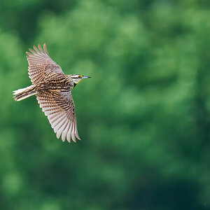Eastern Meadowlark - Fair Hill NRMA - 06082025 - 10 - rDN.jpg