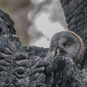 Great-Gray-Owl_DSC3572-Edit.jpg