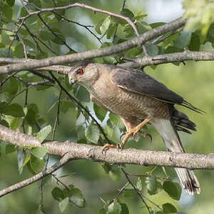 CoopersHawk01.jpg