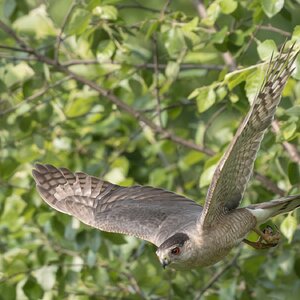 CoopersHawk02.jpg