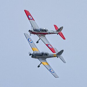 25A06445COSFORD chipmunk.jpg