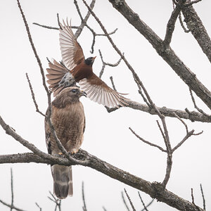Red-shoulder Robin01.jpg
