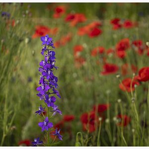 redpoppies01.jpg