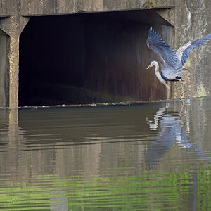 Alfred Ready to Descend into the Culvert.jpeg